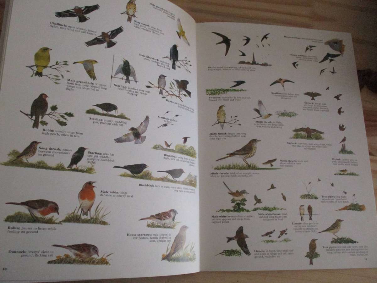 What's that bird? A guide to British birds by Peter Hayman & Michael Everett