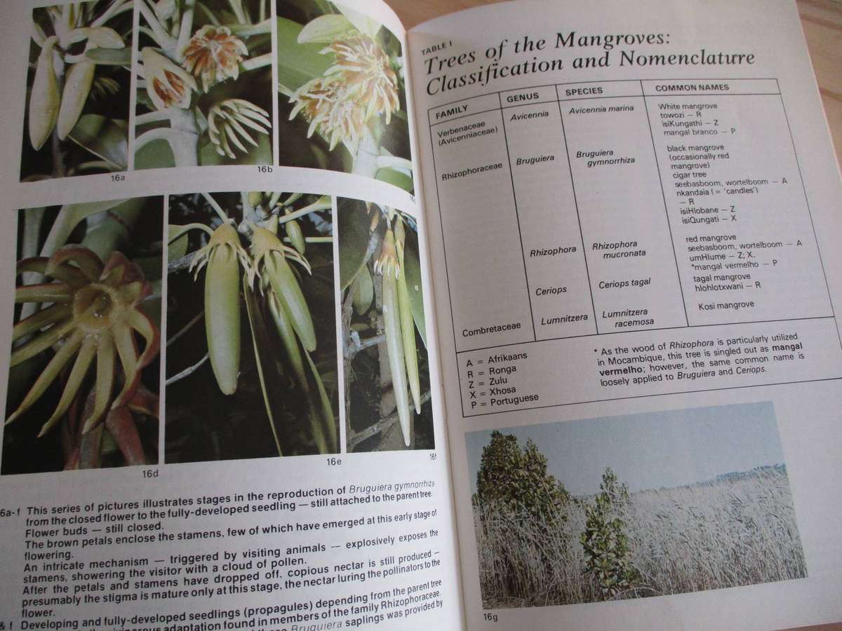 In the Mangroves of Southern Africa (A Wildlife Handbook)