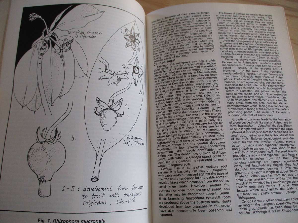 In the Mangroves of Southern Africa (A Wildlife Handbook)