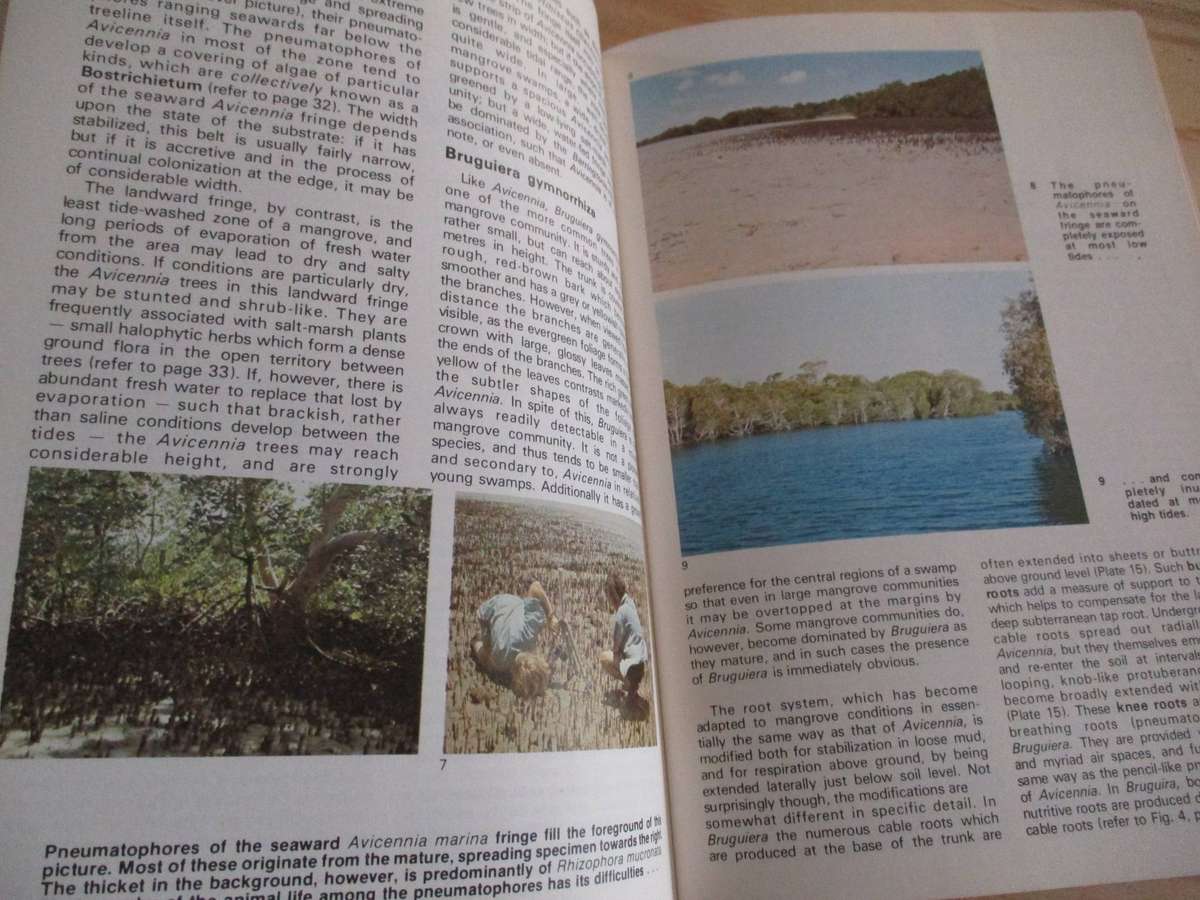 In the Mangroves of Southern Africa (A Wildlife Handbook)