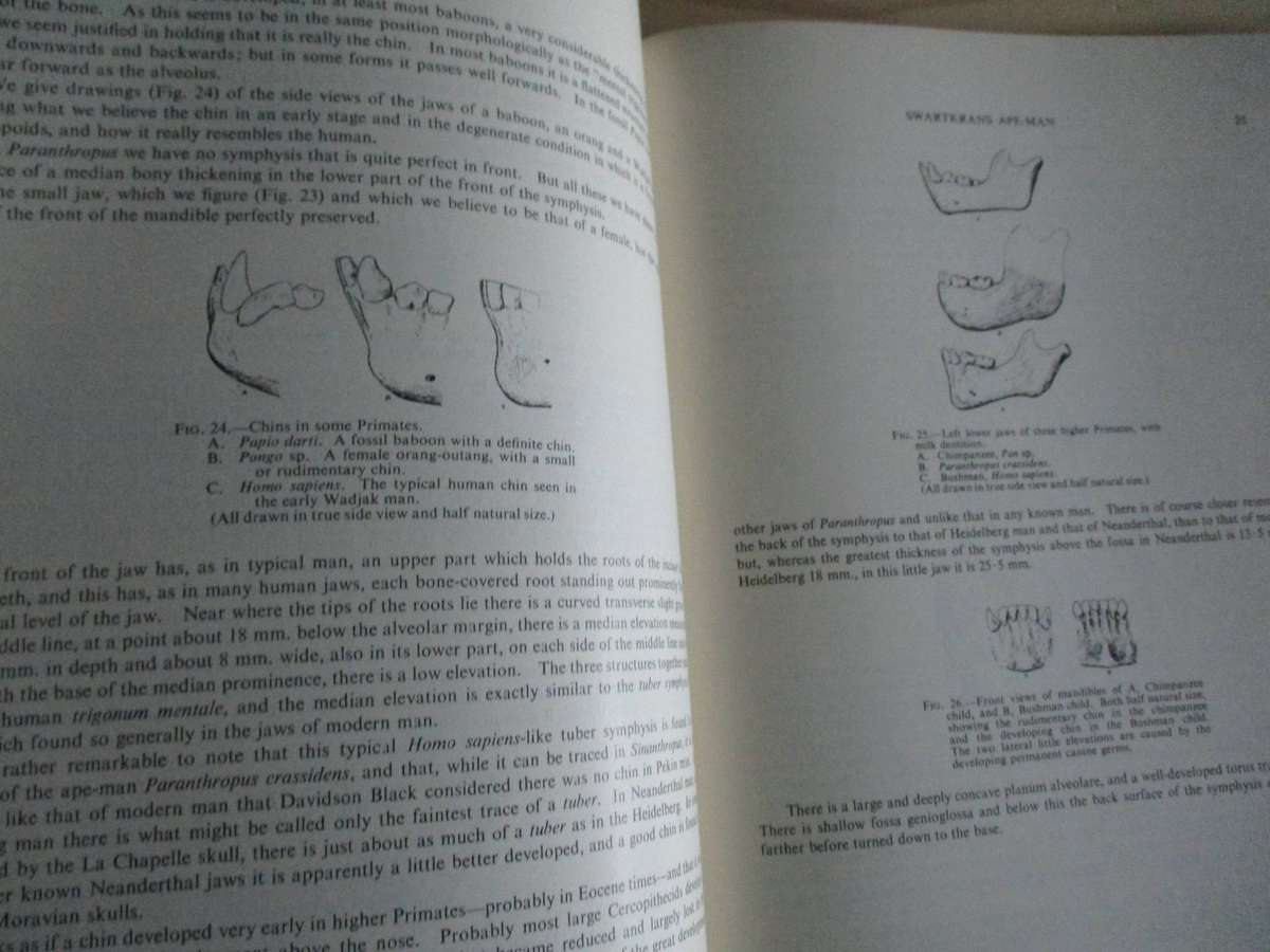 SWARTKRANS APE-MAN - Paranthropus Crassidens - ROBERT BROOM & JT ROBINSON