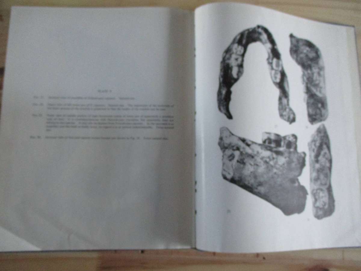 SWARTKRANS APE-MAN - Paranthropus Crassidens - ROBERT BROOM & JT ROBINSON