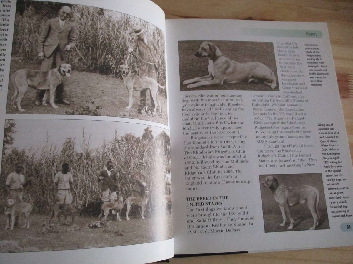 Rhodesian Ridgeback. By Ann Chamberlain