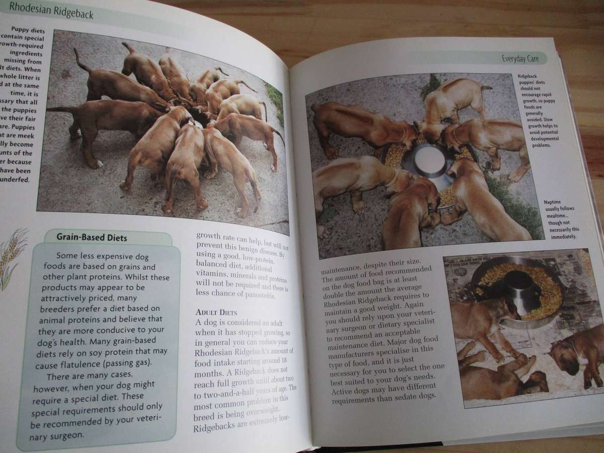 Rhodesian Ridgeback. By Ann Chamberlain