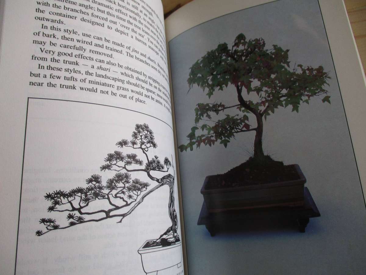 Growing Bonsai in South Africa  Doug Hall