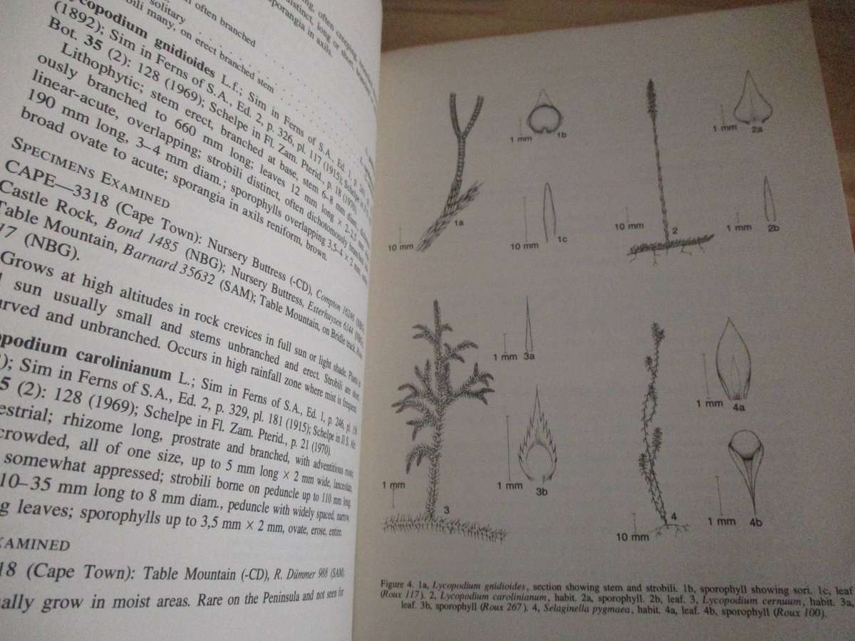 SIGNED. Cape Peninsula ferns  J.P. Roux