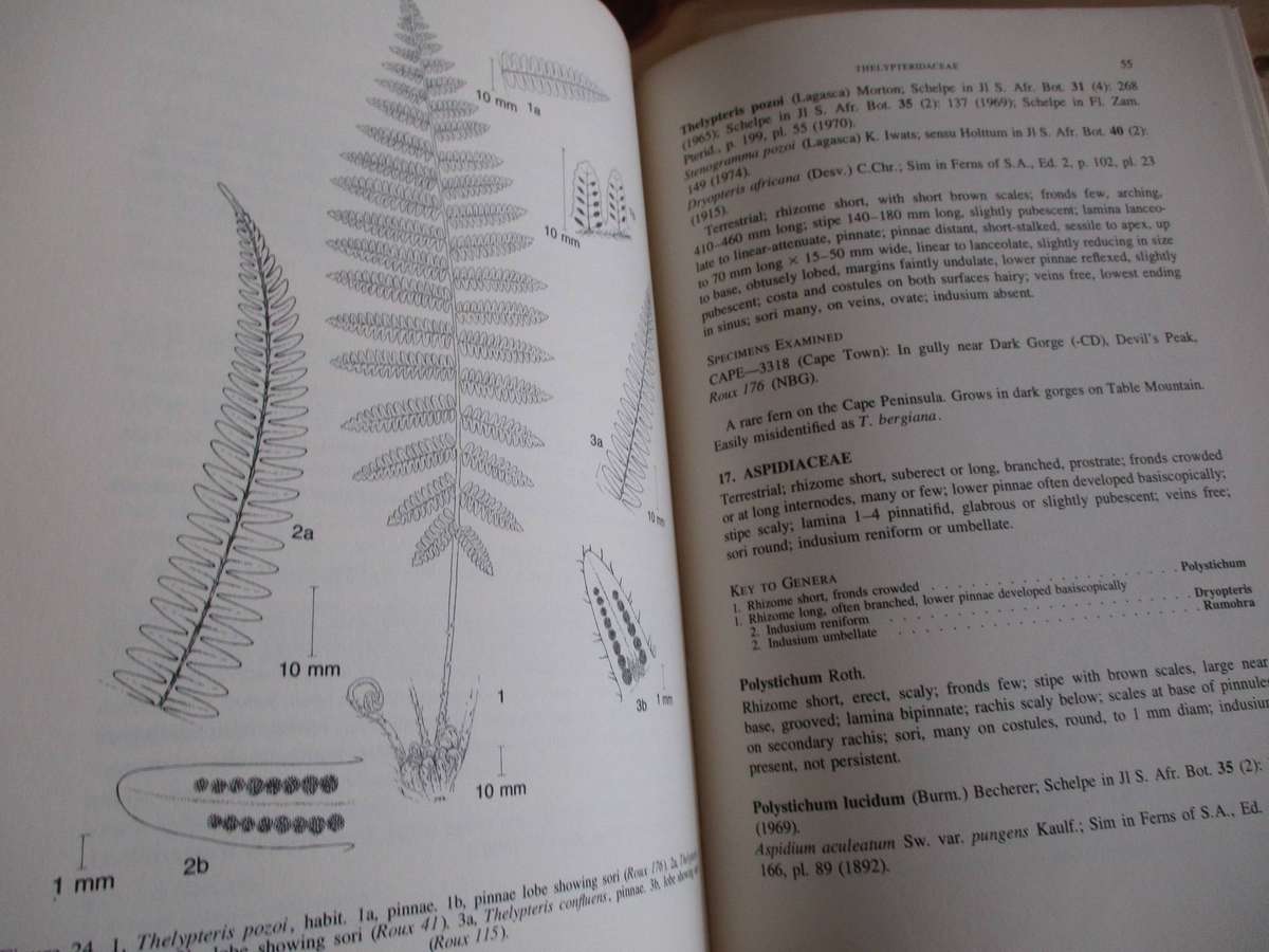 SIGNED. Cape Peninsula ferns  J.P. Roux