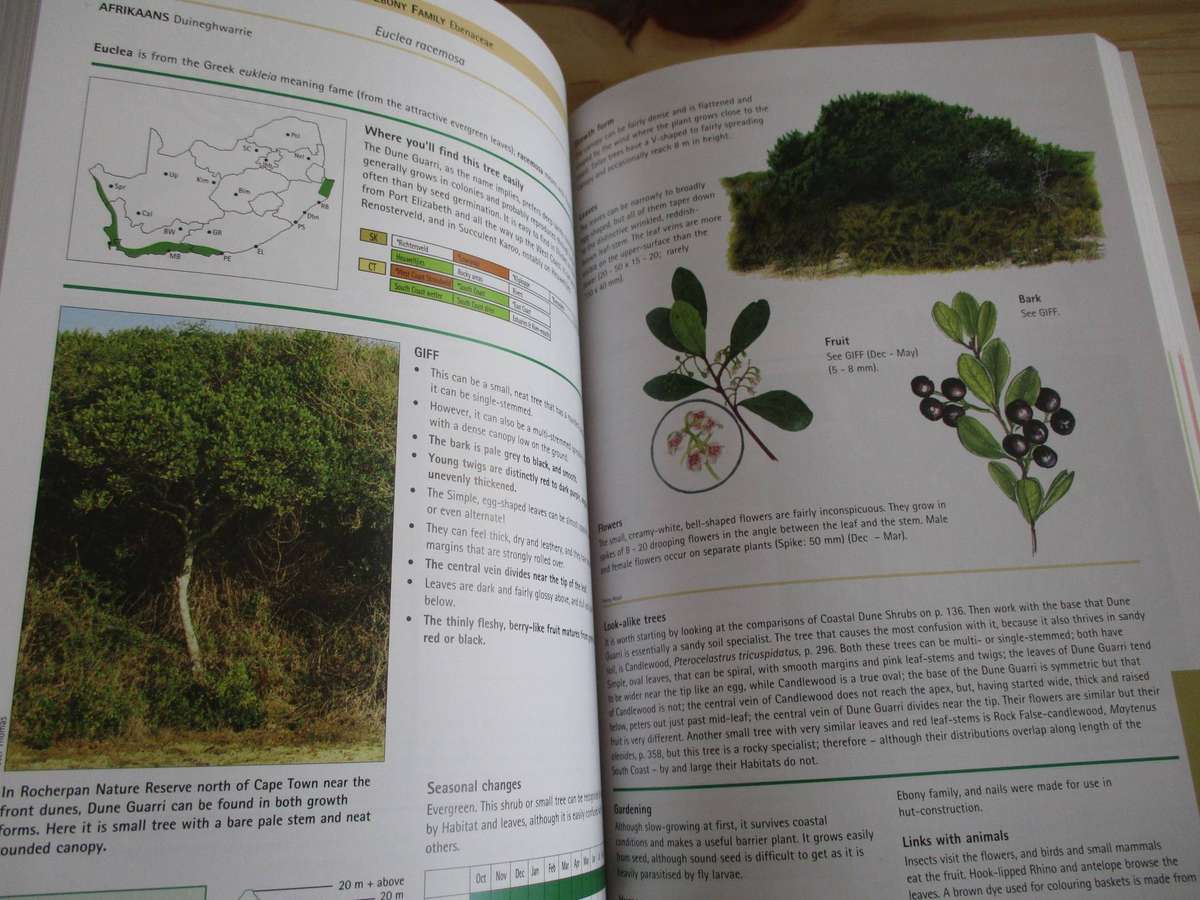 Sappi Tree Spotting Cape from Coast to Kalahari  Val Thomas Eugene Moll Rina Grant