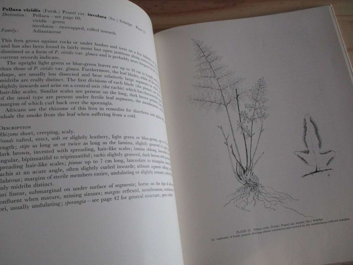 FERNS of the Witwatersrand  Florence D. Hancock  Annabelle Lucas
