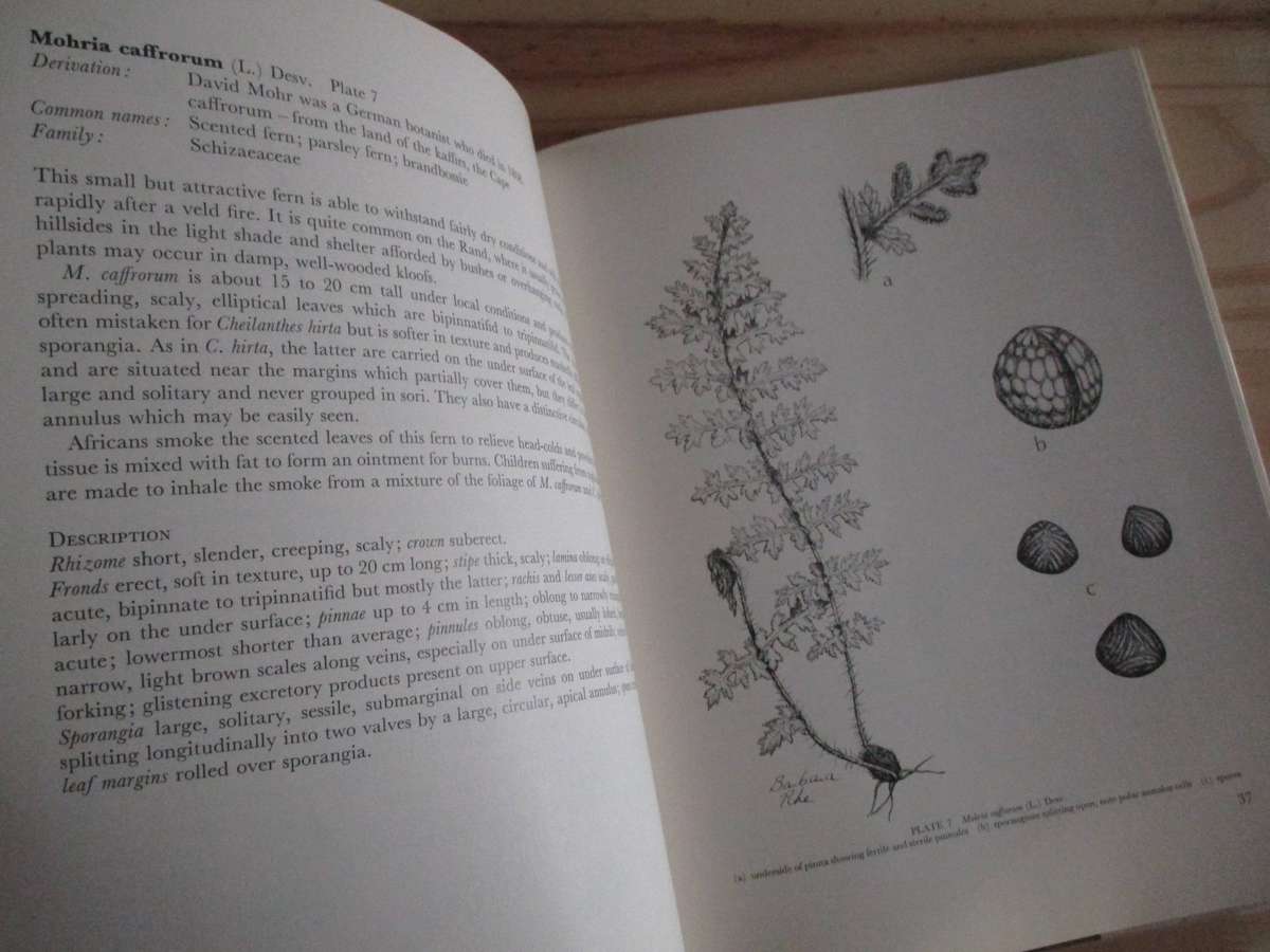 FERNS of the Witwatersrand  Florence D. Hancock  Annabelle Lucas