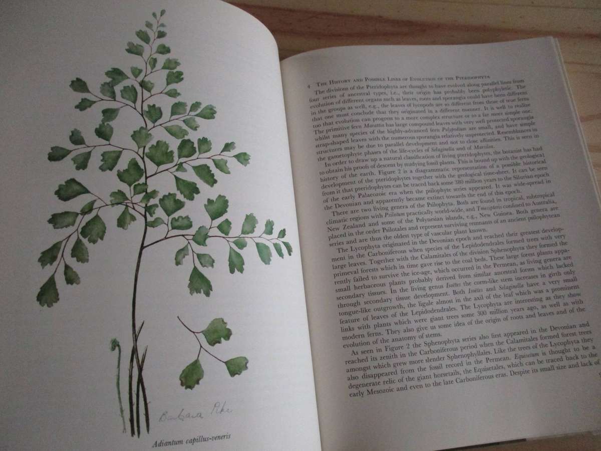 FERNS of the Witwatersrand  Florence D. Hancock  Annabelle Lucas