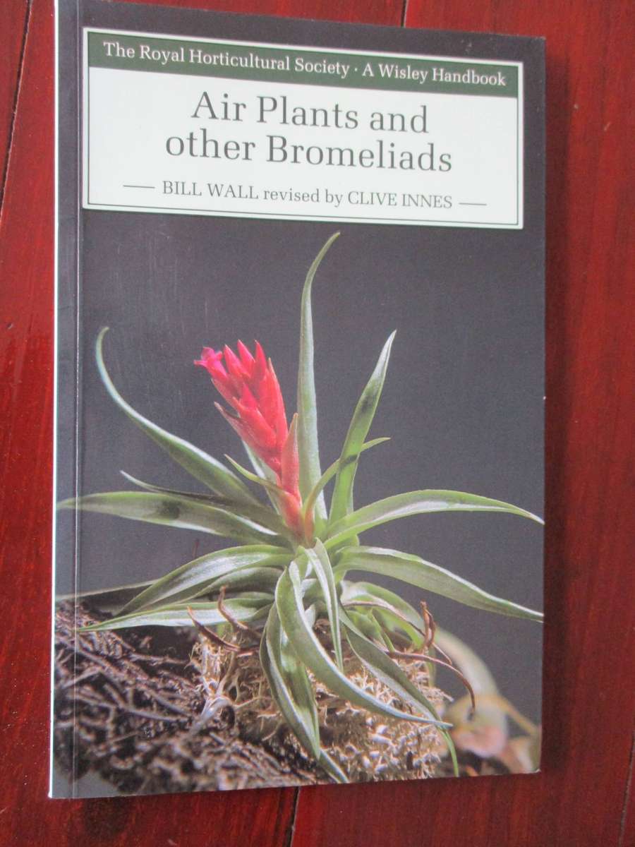 Air Plants and other Bromeliads