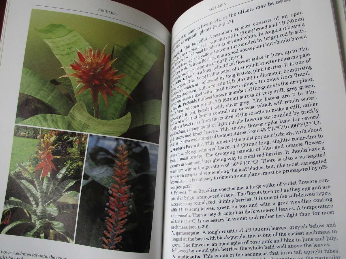 Air Plants and other Bromeliads