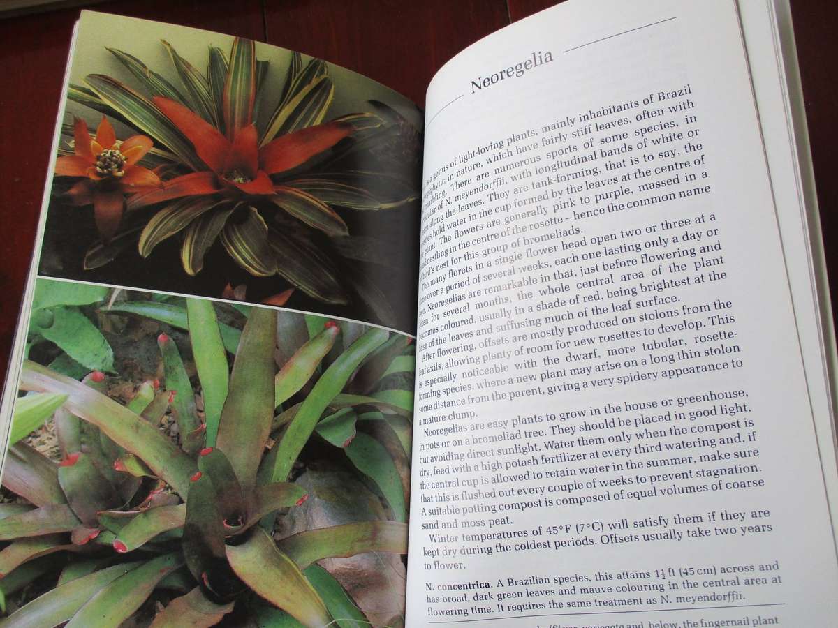 Air Plants and other Bromeliads