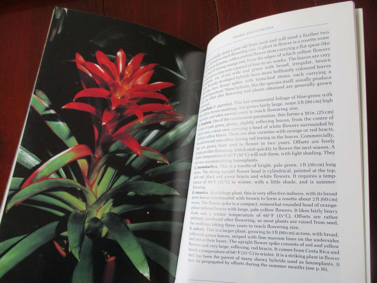 Air Plants and other Bromeliads