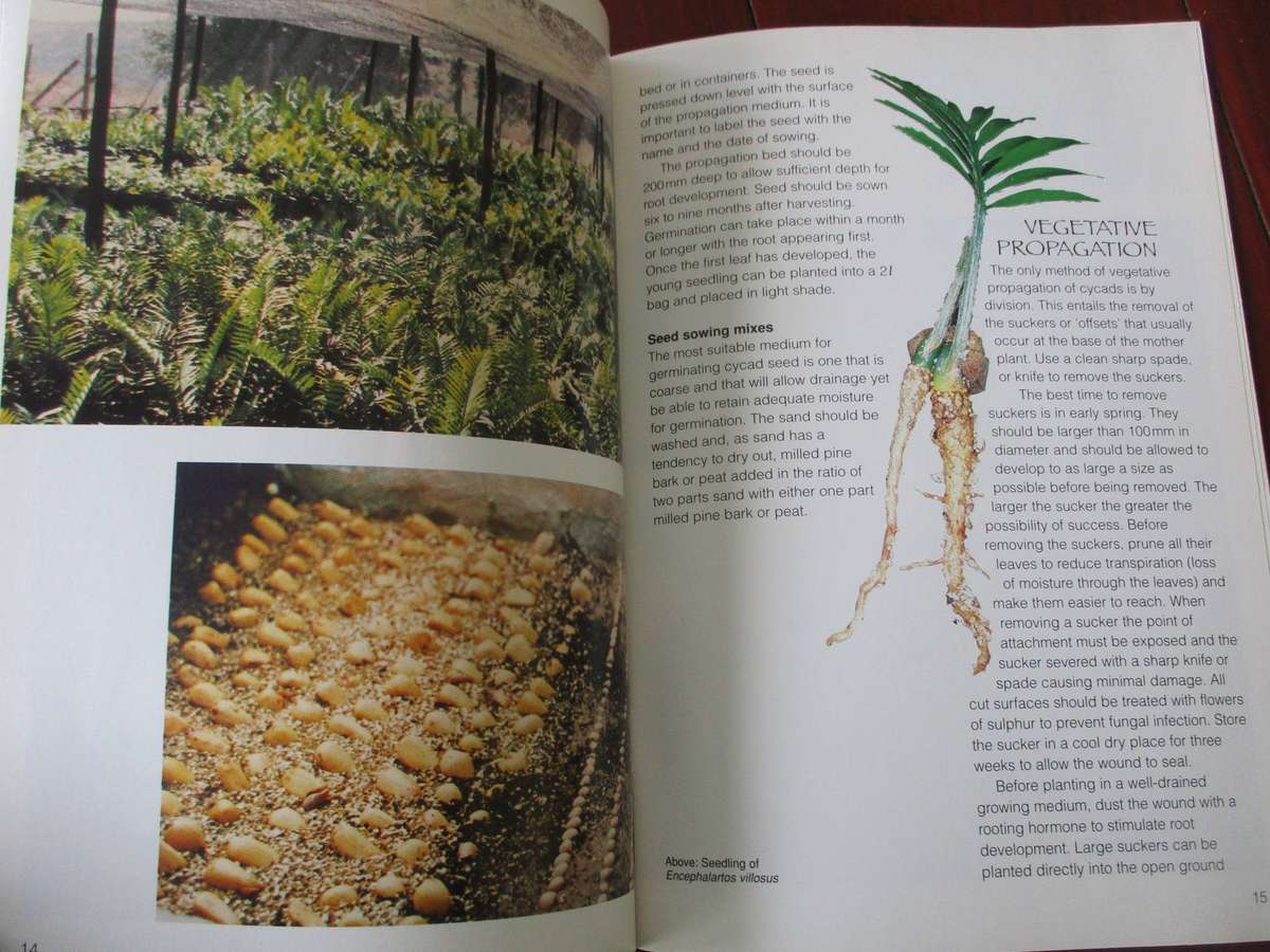 Grow Cycads - Kirstenbosch Gardening Series