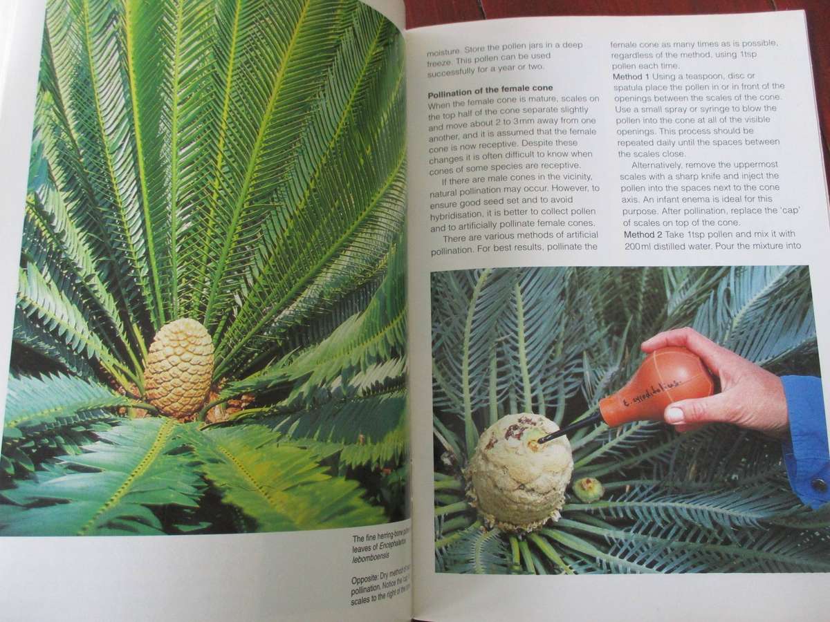 Grow Cycads - Kirstenbosch Gardening Series