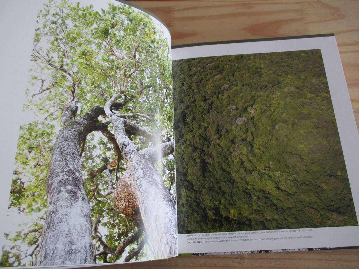 The Durban Forest
