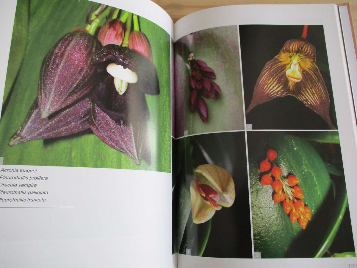 Orchids in South Africa. A Gardener's Guide - Hendrik Venter