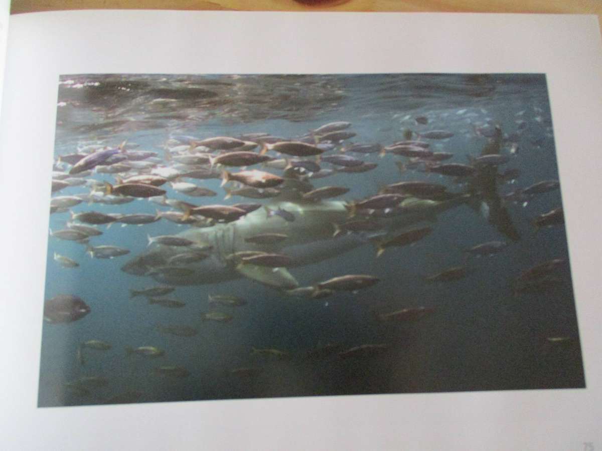 WHITE SHARKS - Dirk Schmidt