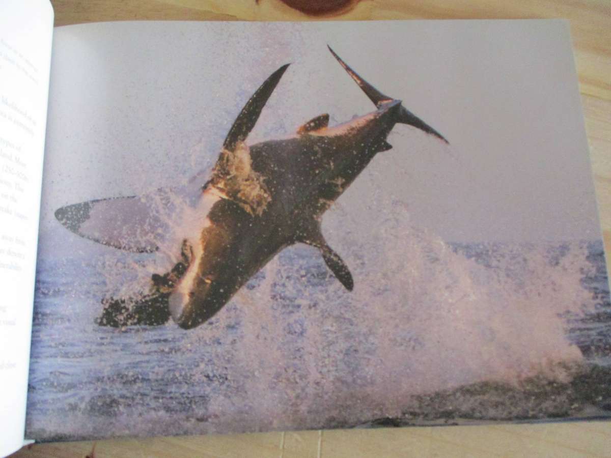 WHITE SHARKS - Dirk Schmidt