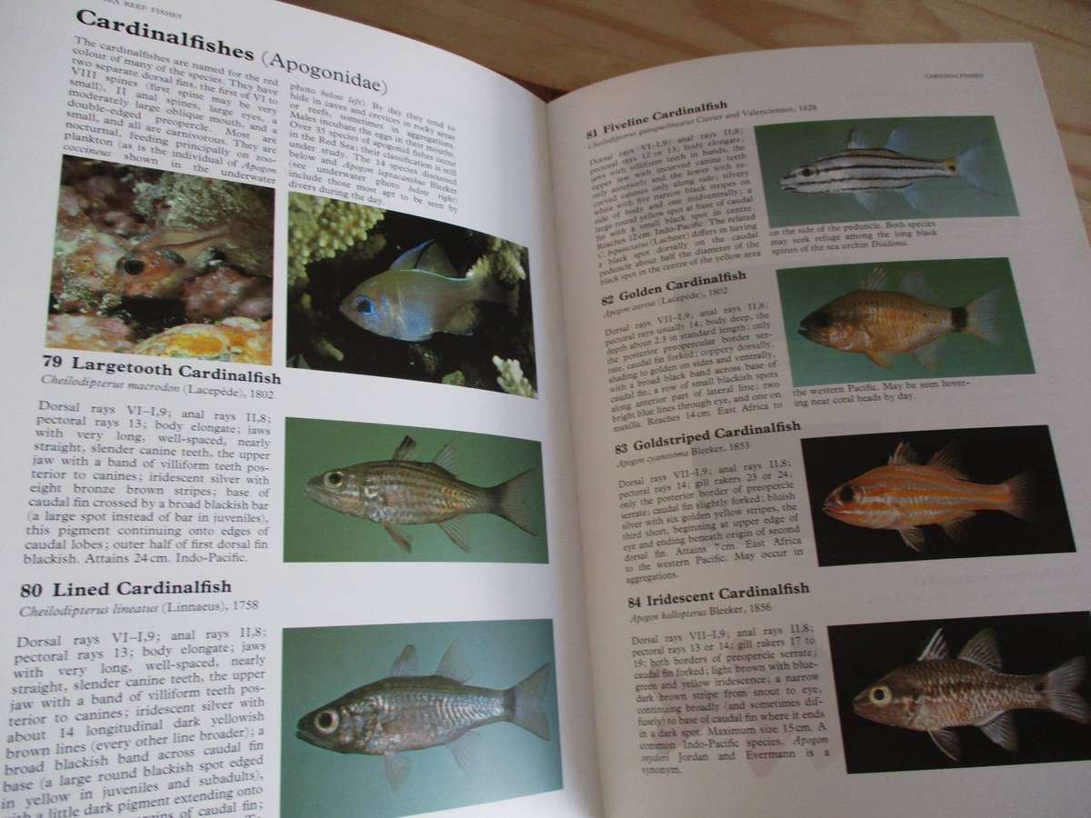 Red Sea Reef Fishes. By John Randall