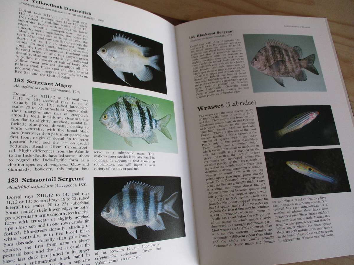 Red Sea Reef Fishes. By John Randall