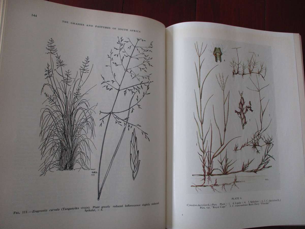 The Grasses & Pastures of South Africa