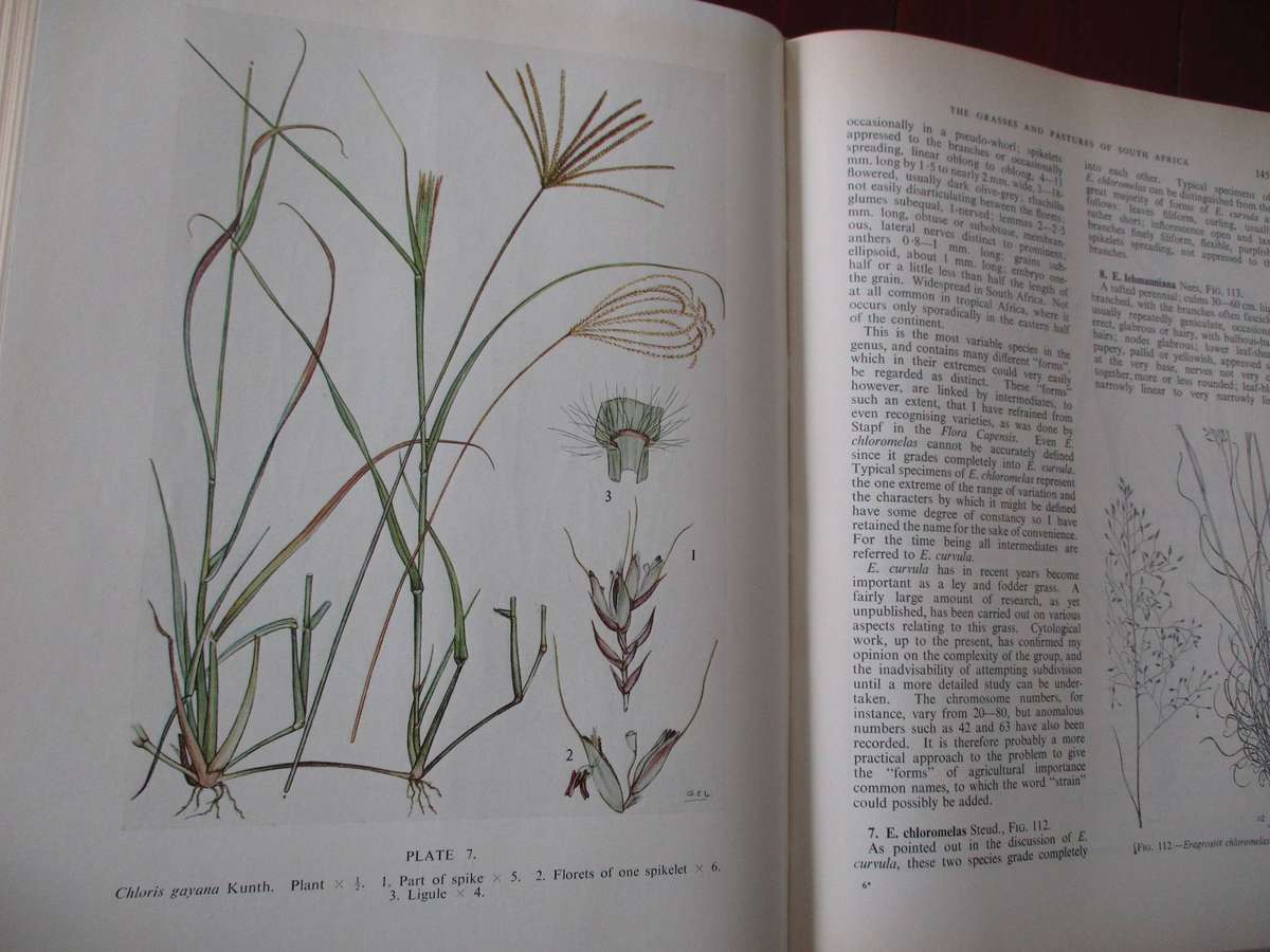 The Grasses & Pastures of South Africa