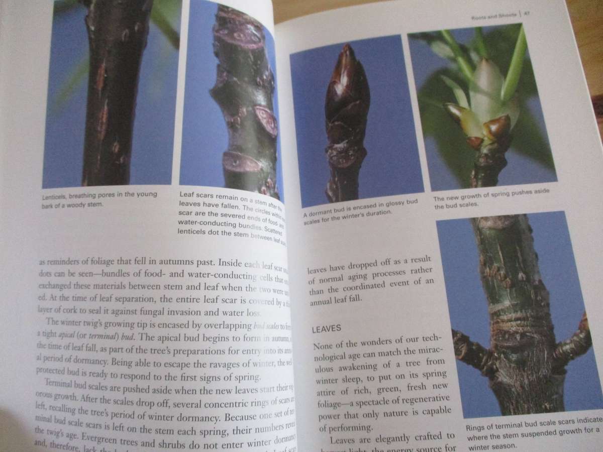 Botany for Gardeners. By Brian Capon (Briza for Gardeners)