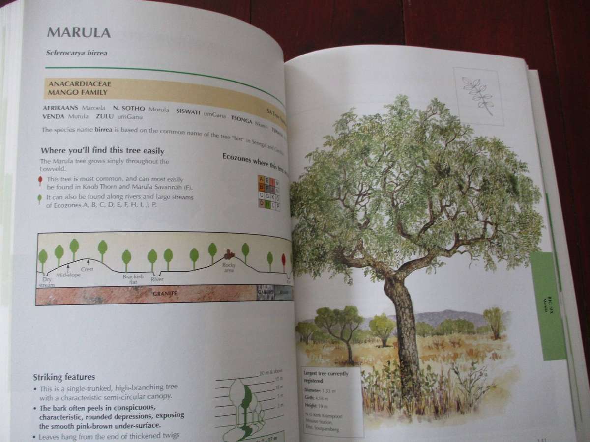 Sappi Tree Spotting - LOWVELD including Kruger National Park