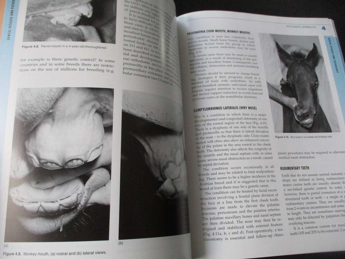 Equine Dentistry - Gordon J Baker & Jack Easly (eds)