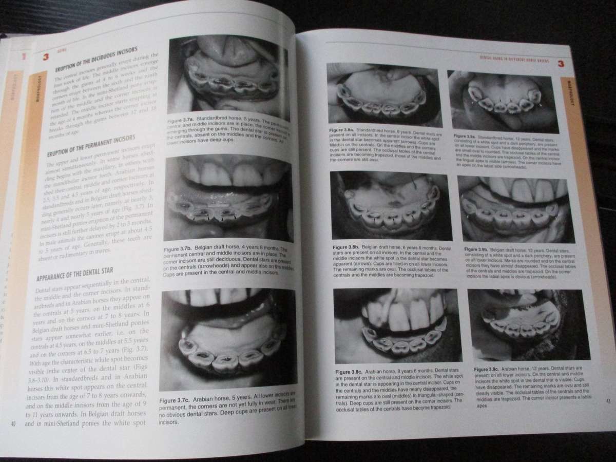 Equine Dentistry - Gordon J Baker & Jack Easly (eds)