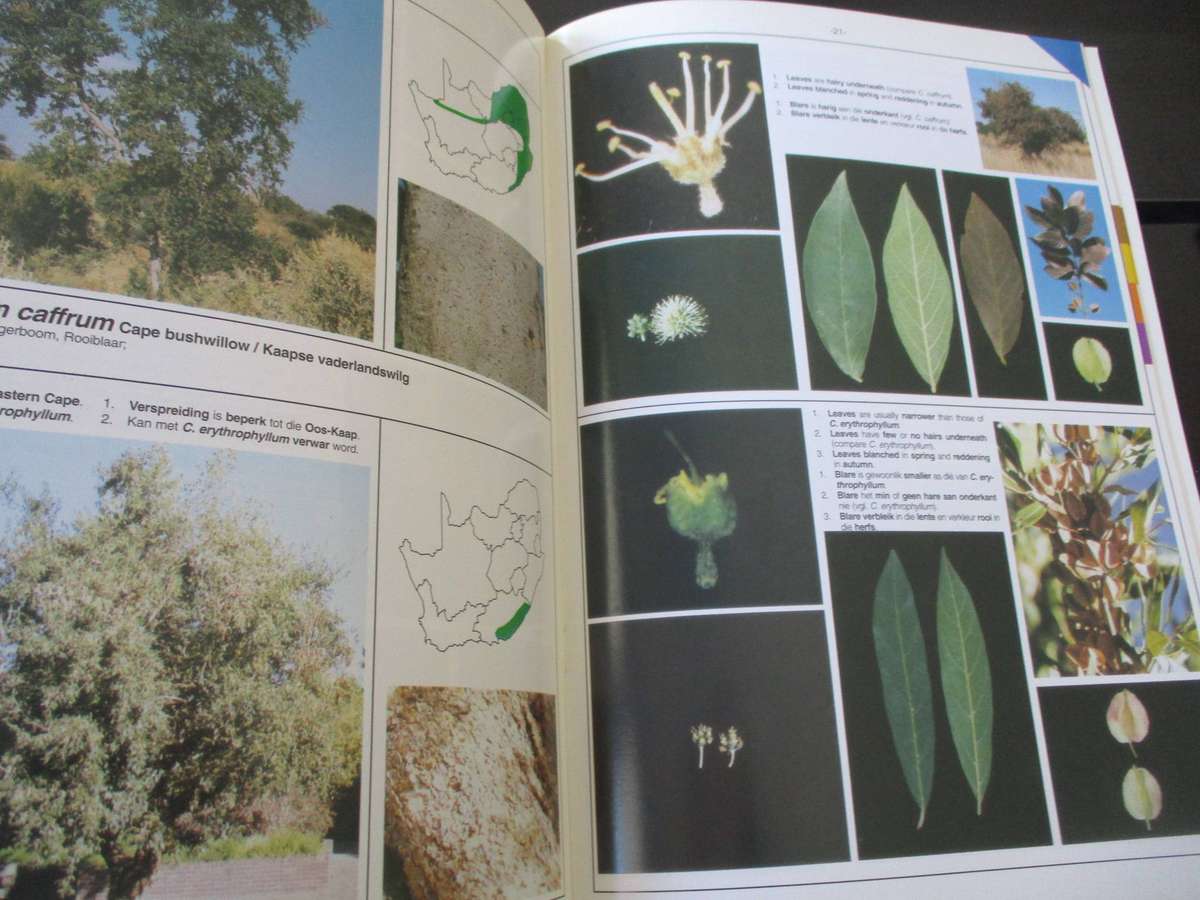 SA Combretum & Terminalia Identification Guide / Identifikasiegids