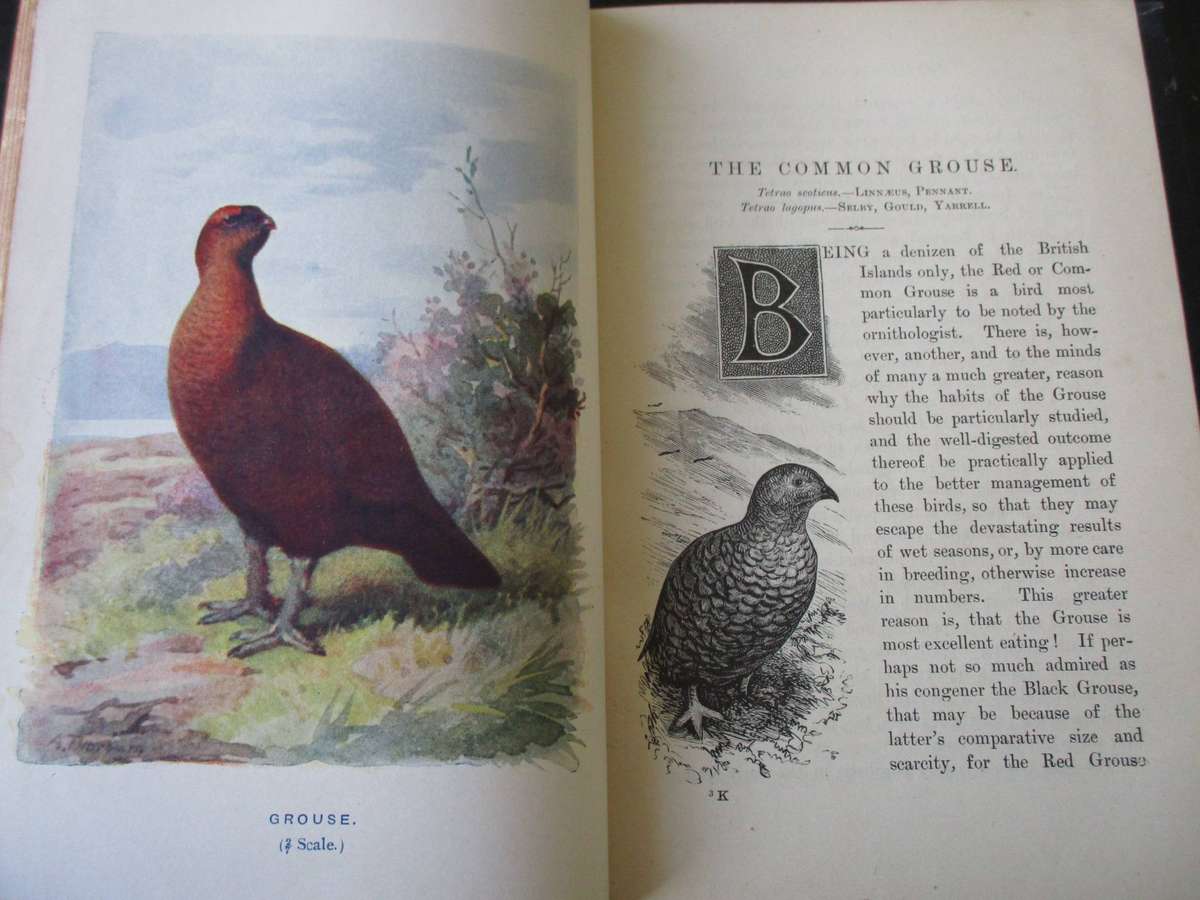 Familiar Wild Birds by W. Swaysland Volume 4 (1903) Illustrated by A Thorburn & Others