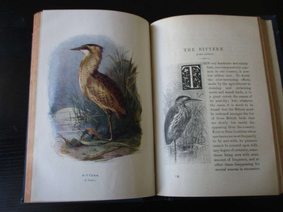 Familiar Wild Birds by W. Swaysland Volume 4 (1903) Illustrated by A Thorburn & Others