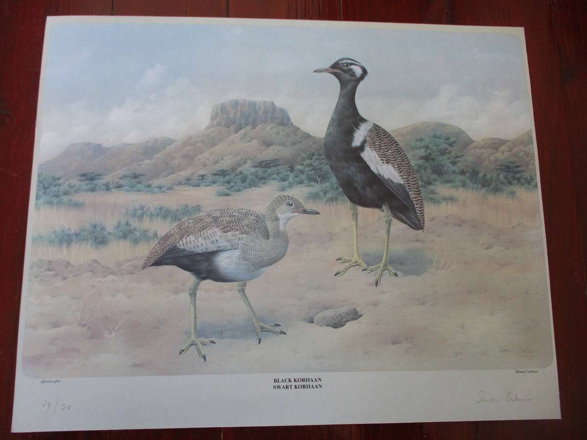 Simon Caldwell Print (Signed) - Black Korhaan