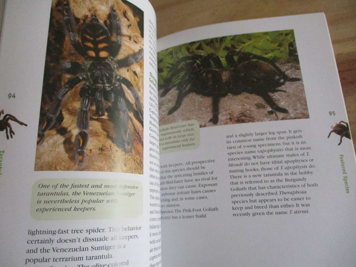Tarantulas