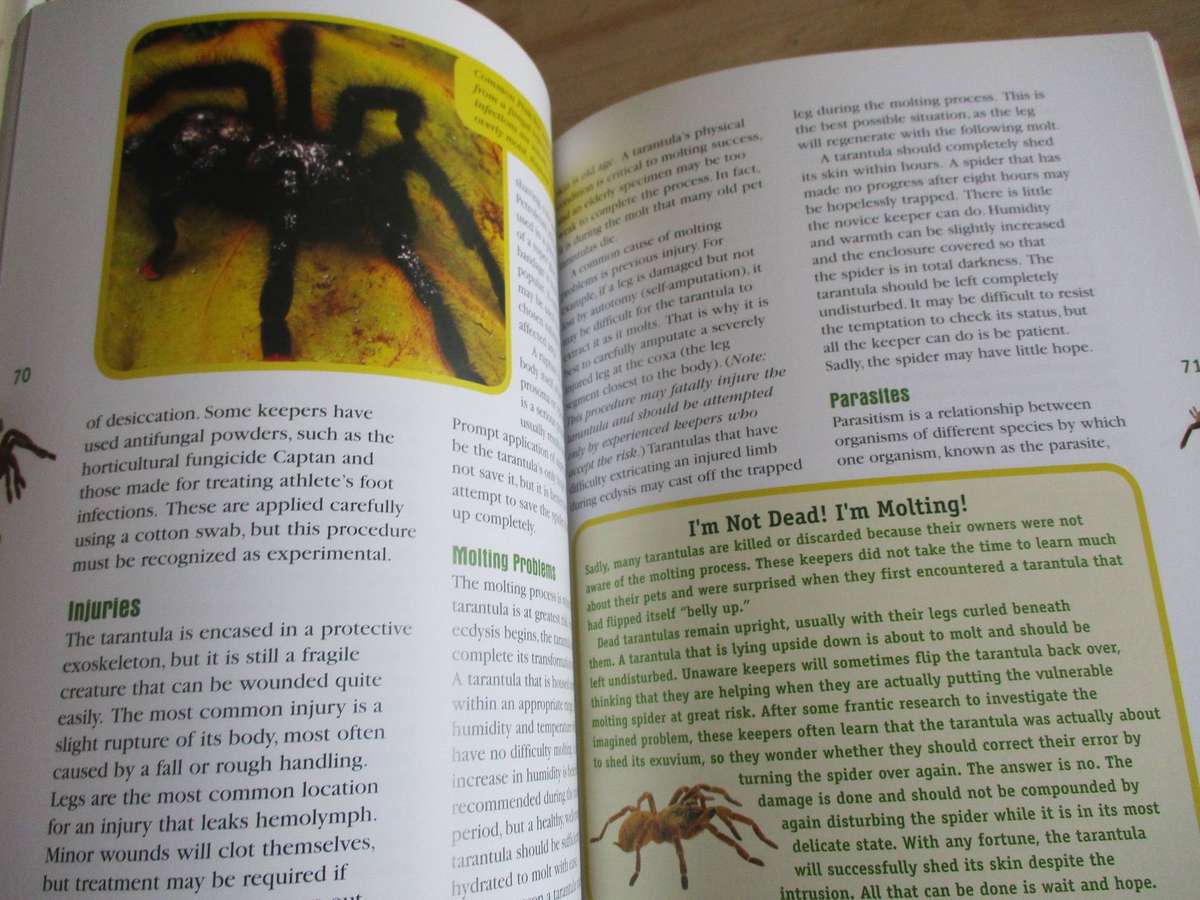 Tarantulas