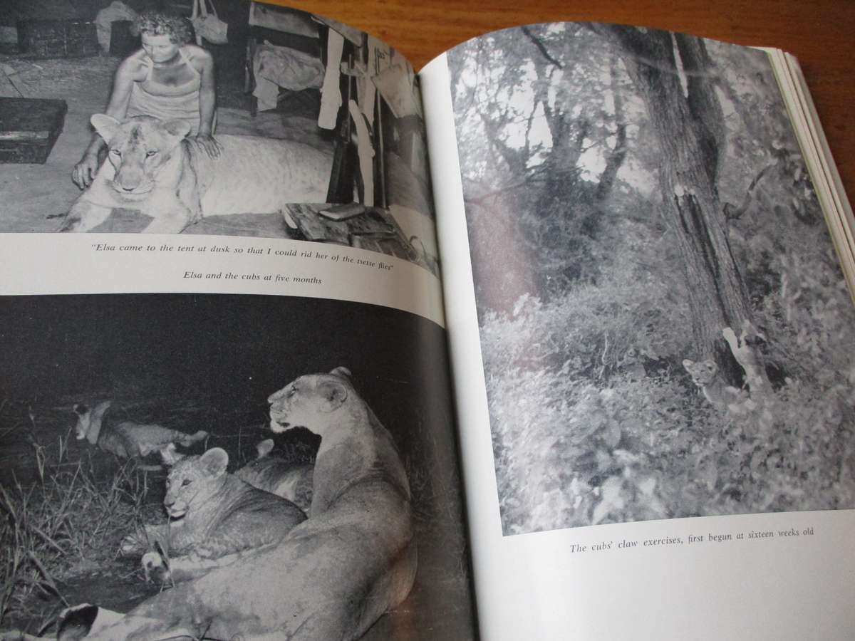 Living Free The story of Elsa and her cubs  Joy Adamson