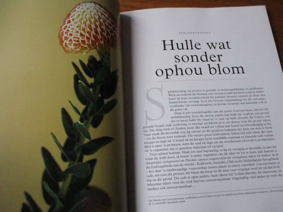 Immergroen  Stories oor plante  Dave Pepler Foto's deur Lien Botha