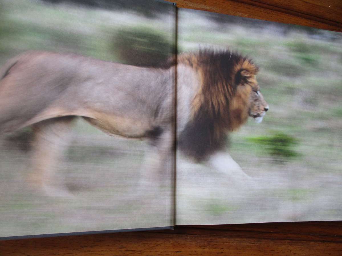 In search of the AFRICAN LION  Roger & Pat de la Harpe