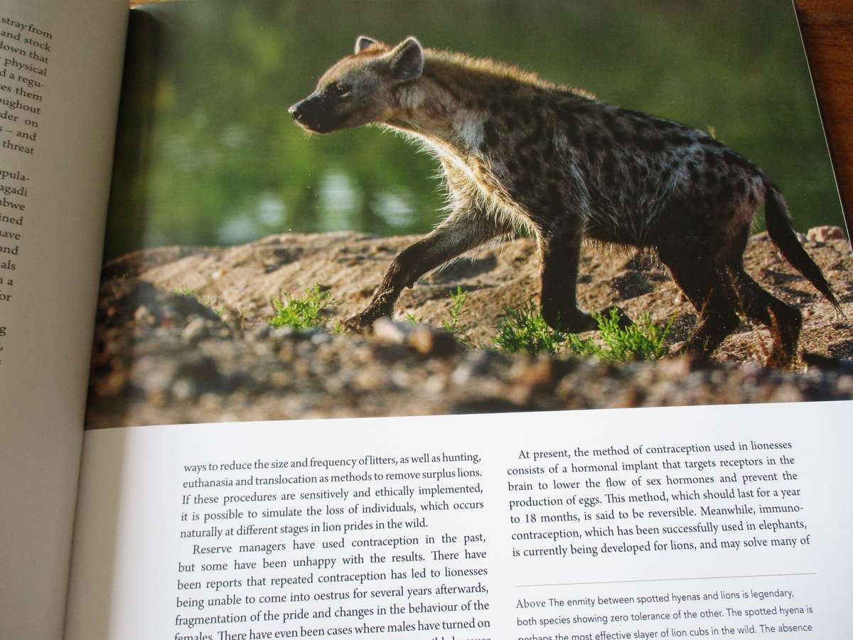 In search of the AFRICAN LION  Roger & Pat de la Harpe