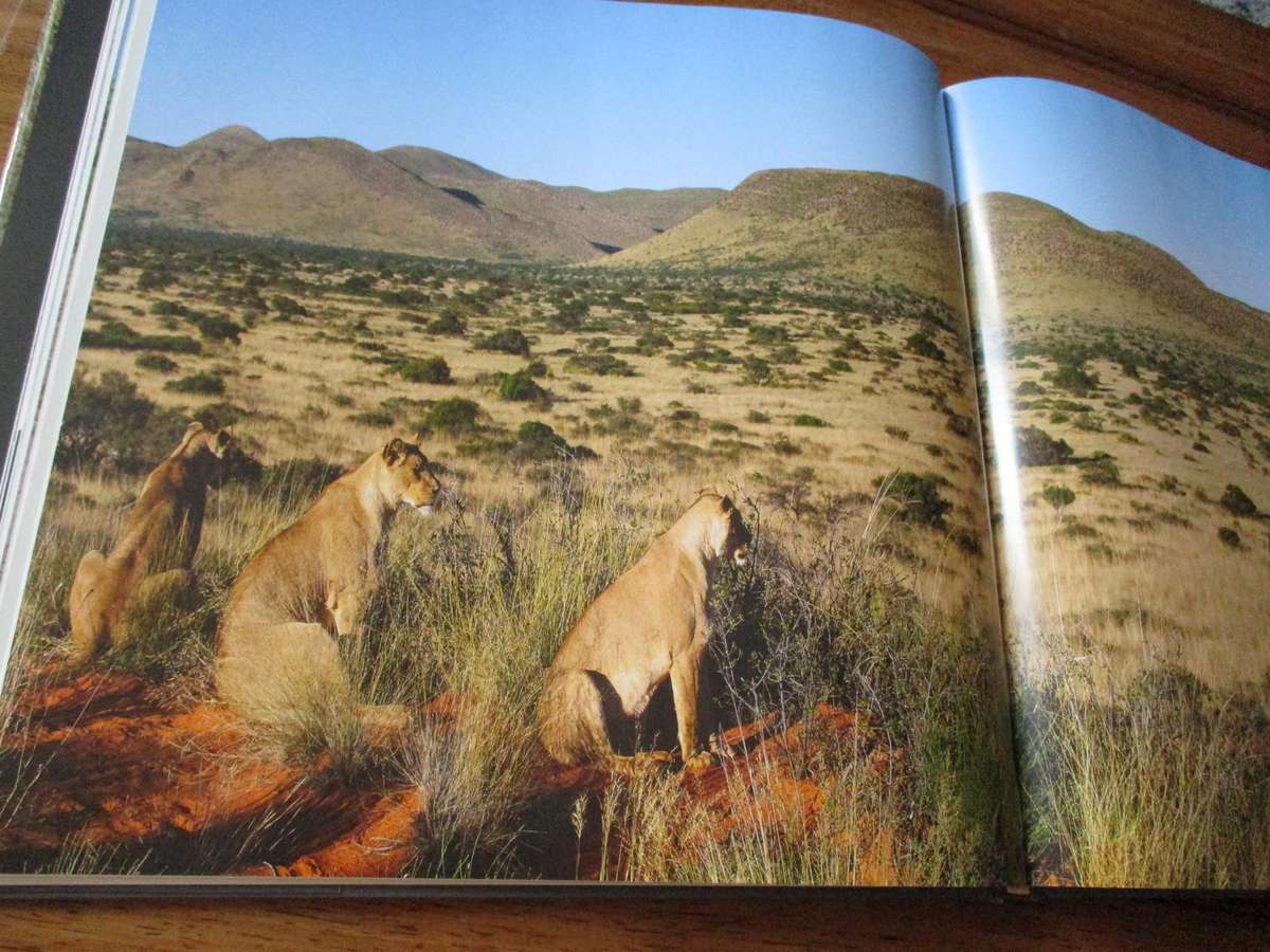 In search of the AFRICAN LION  Roger & Pat de la Harpe