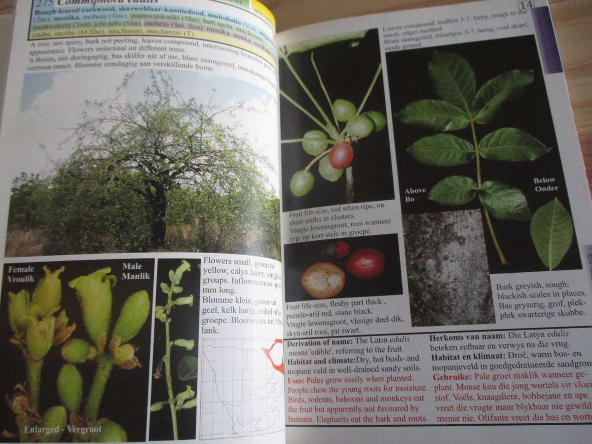 Southern Africa - Commiphora - Suider-Afrika