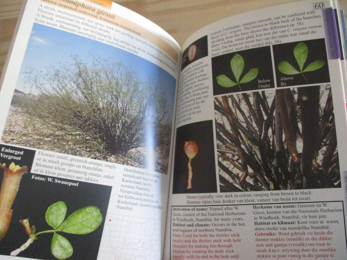 Southern Africa - Commiphora - Suider-Afrika