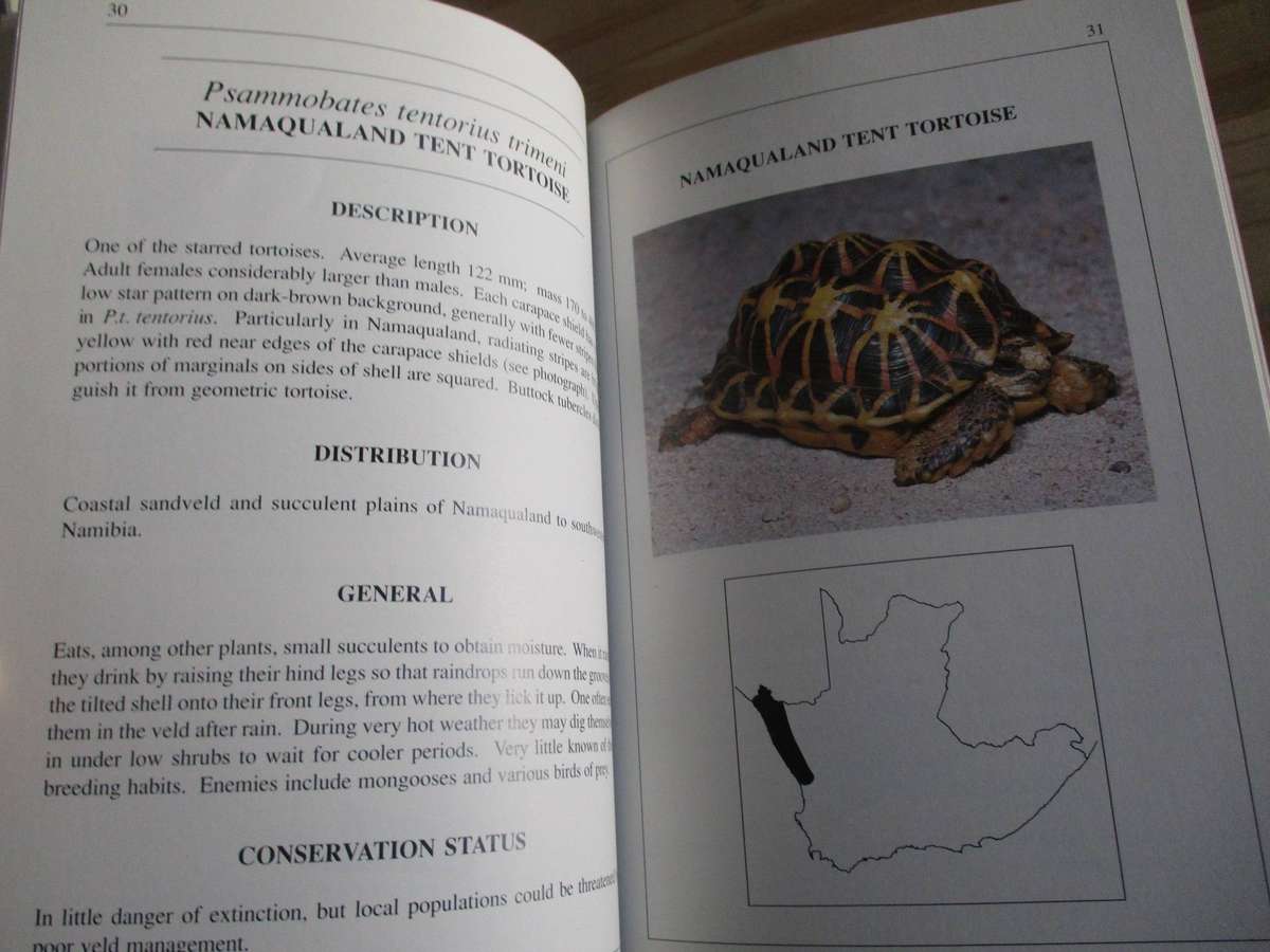 Cape Tortoises Their identification and care