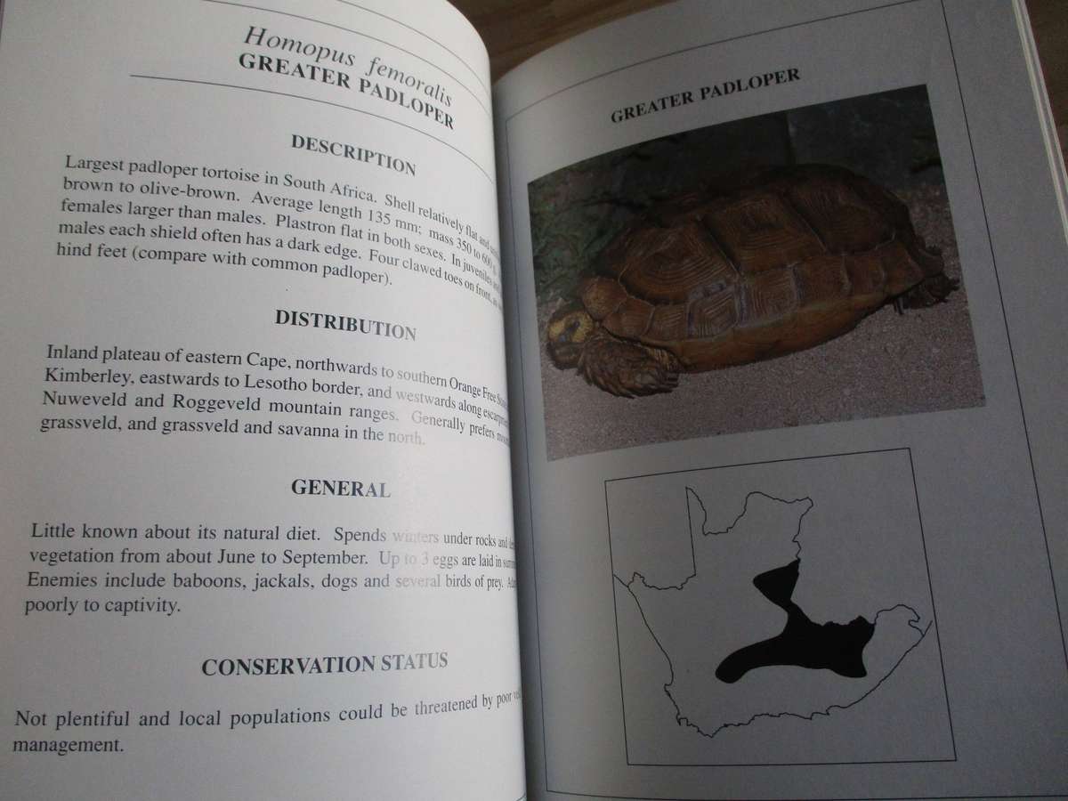 Cape Tortoises Their identification and care