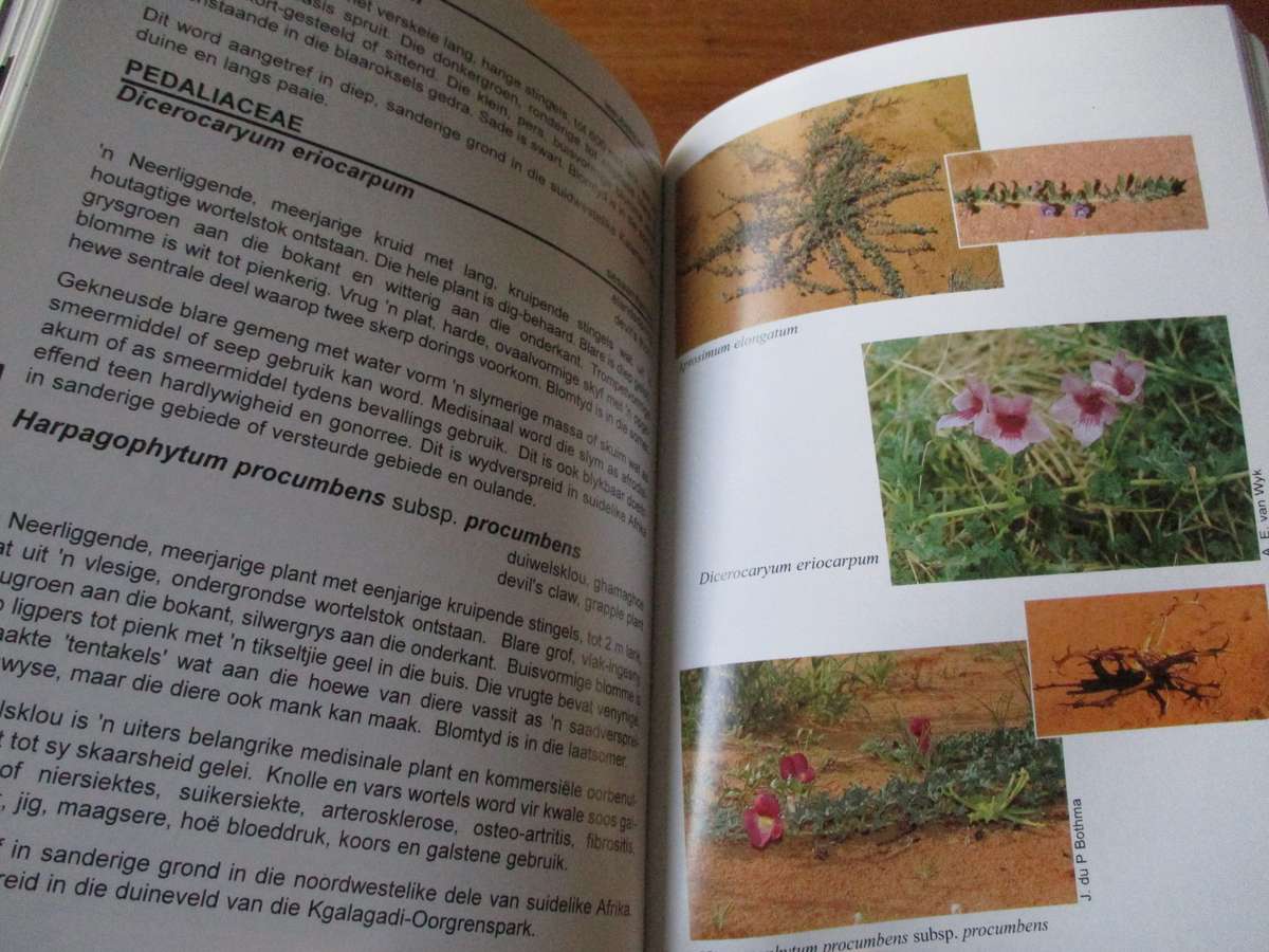 Blomplante van die Kalahari-duineveld  Noel van Rooyen