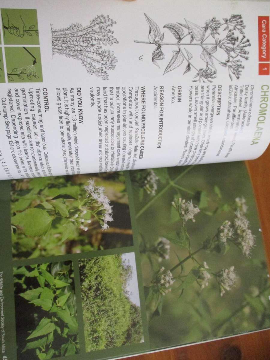 Invasive alien plants in Kwazulu-Natal  Managment and control